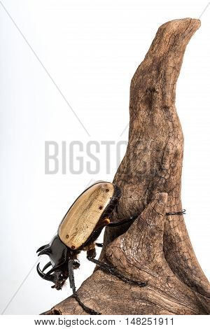 Five-horned Rhinoceros Beetle