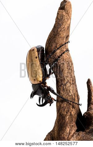 Five-horned Rhinoceros Beetle