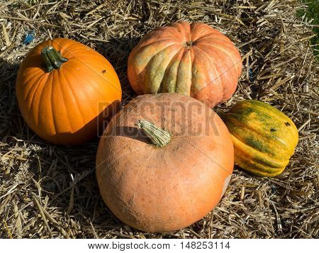 many pumpkins at thanksgivin in a german garden