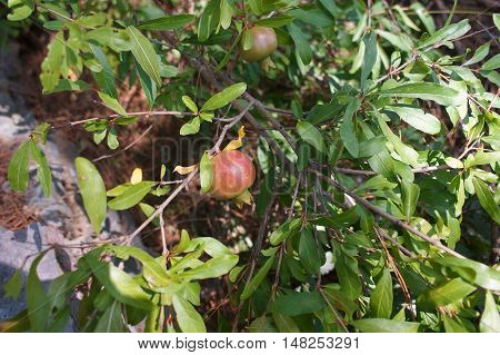 Pomegranate Ripening On The Tree
