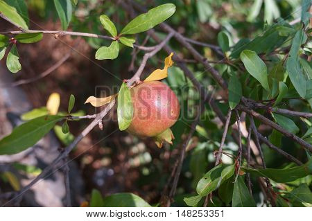 Pomegranate Ripening On The Tree