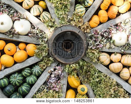 many pumpkins at thanksgivin in a german garden