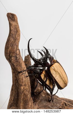 Five-horned Rhinoceros Beetle