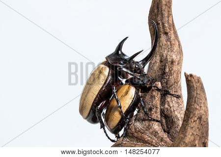 Five-horned Rhinoceros Beetle