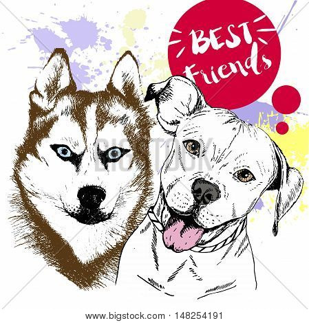Vector hand drawn concept of siberian huskyr and pitbull frienship. Color hand drawn domestic dog illustration. Decorated with red blots. Best friends.