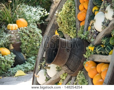 many pumpkins at thanksgivin in a german garden