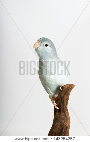 Mauve Forpus, Parakeet, Bird