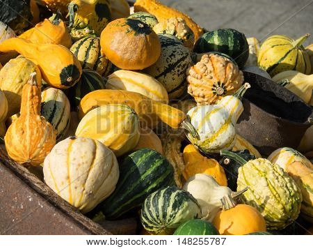 many pumpkins at thanksgivin in a german garden