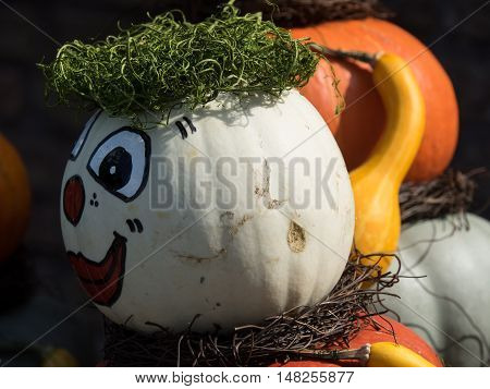 many pumpkins at thanksgivin in a german garden