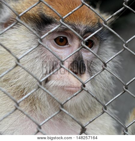 Sad monkey portrait in cage at zoo