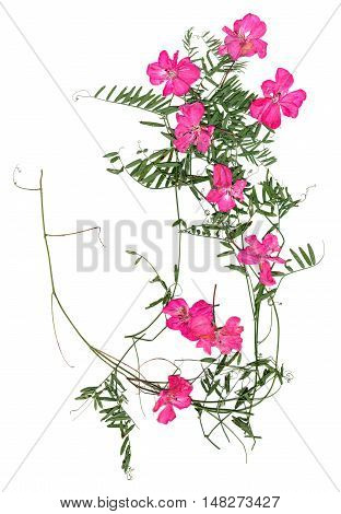 application a bouquet of dried pressing bright pink geranium flowers and small delicate leaves of sweet peas