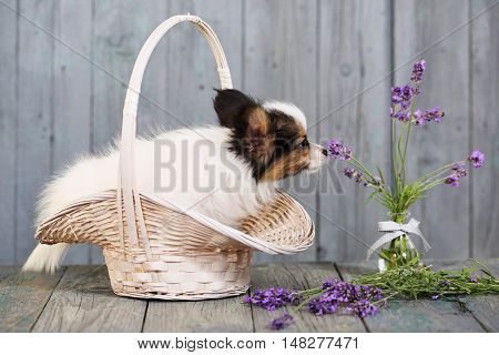 dog breeds papillon with lavender on a gray background