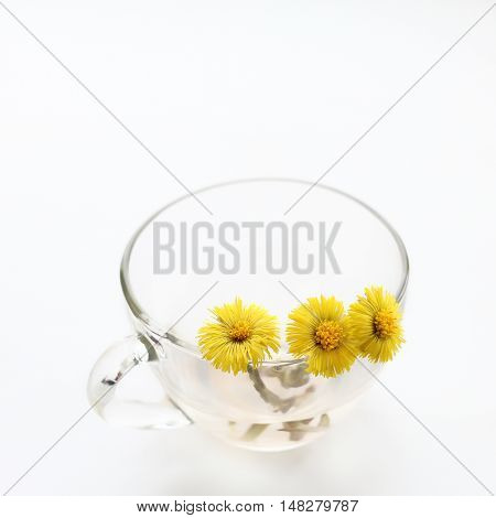 foalfoot (Tussilago farfara). spring flowers in a transparent cup on a light background