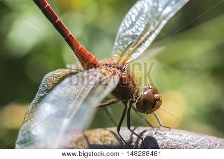 The dragonfly the vacationer on a bar