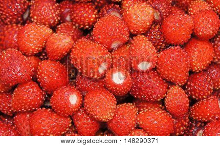 Image of red, ripe berries of wild strawberries.