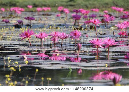 Beautiful blooming Pink Water lilies in the water