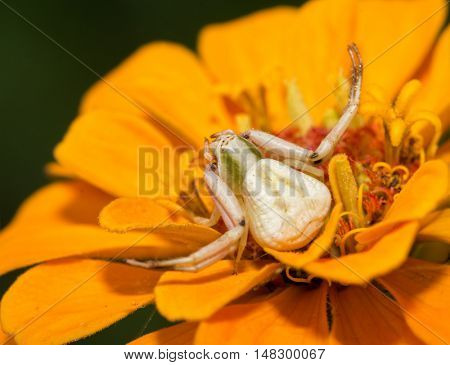 Female Crab spider, Thomisus, waiting for prey on an orange Zinnia flower