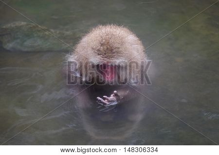 Adult monkey in hot springs. Jigokudani Monkey Park. Nagano. Japan.