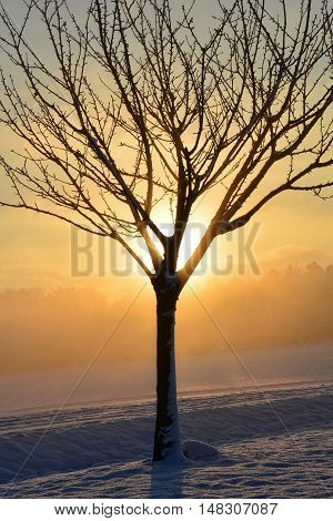Sunrise in winter with one tree, snow and fog