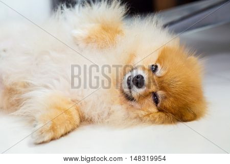 dog lying on white floor in luxury Hotel room