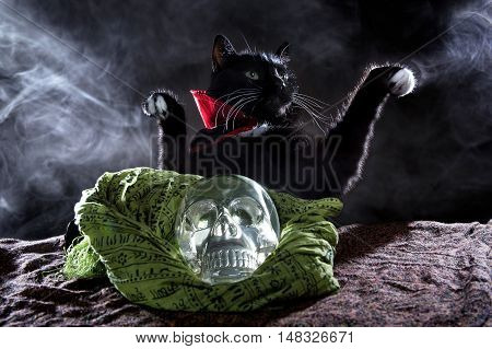 Black cat in a cape with a crystal skull on a black background