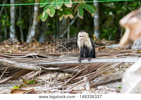 White Faced Or Capuchin Monkey