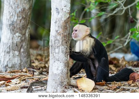 White Faced Or Capuchin Monkey