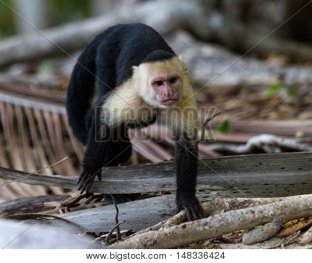 White Faced Or Capuchin Monkey
