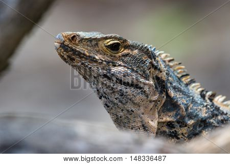 Large Lizard In Costa Rica