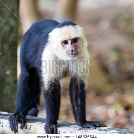 White Faced Or Capuchin Monkey