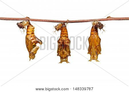 Isolated Chrysalis Of Colour Segeant Butterfly With Skin