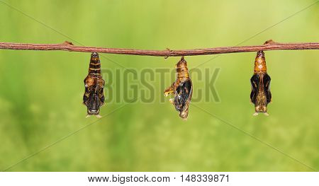 Mature Chrysalis Of Colour Segeant Butterfly With Skin