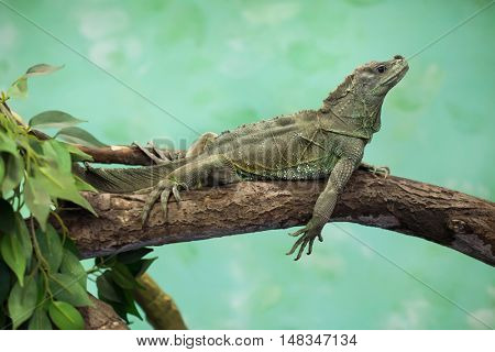 Weber's sailfin lizard (Hydrosaurus weberi). Wildlife animal. 