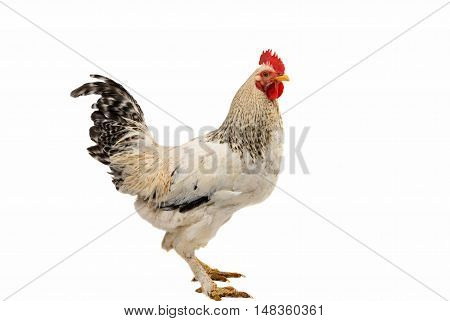 Rooster bird  farming isolated on white background