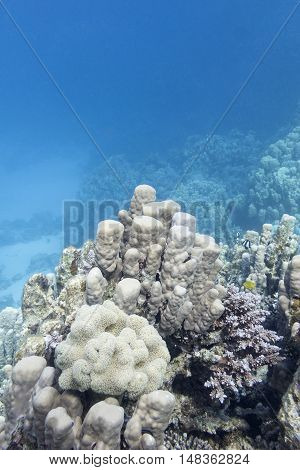 coral reef with great porites coral at the bottom of tropical sea underwater