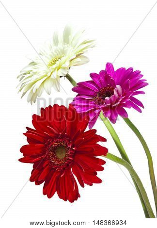 Three bright flowers. Gerbera in a sunny day