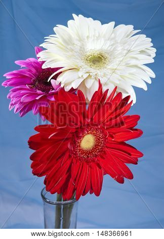 Three bright flowers. Gerbera in a sunny day