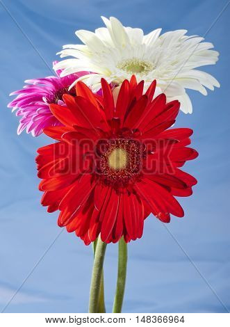 Three bright flowers. Gerbera in a sunny day