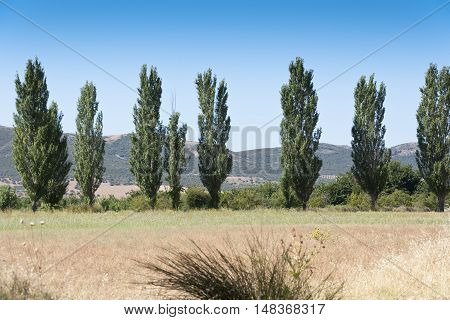 Poplar grove in an agrarian landscape in Ciudad Real Province Spain