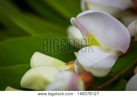Black Locust flowers Robinia pseudoacacia blooming in spring