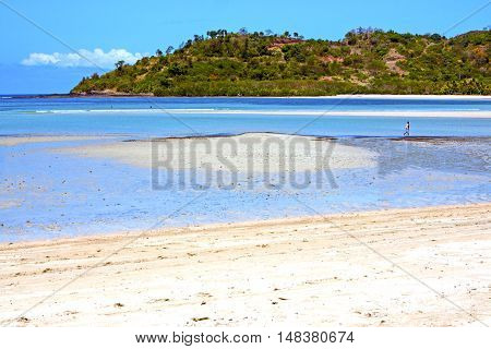 Beautiful Andilana Beach Seaweed   Indian
