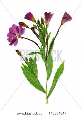 Pressed and dried delicate lilac flowers fireweed (epilobium hirsutum) on stem with green leaves. Isolated on white background. For use in scrapbooking floristry (oshibana) or herbarium.