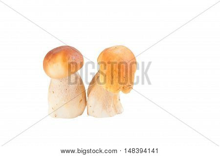 Edible  Mushrooms Porcini On A White Background