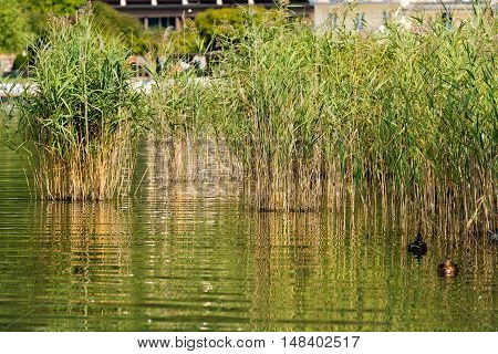 Detail of green reeds in a lake in summer. Levico Lake Trentino Alto Adige Italy