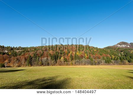 Autumnal forest with pines beeches and firs green lawn and clear blue sky. Val di Sella (Sella Valley) Borgo Valsugana Trento Italy