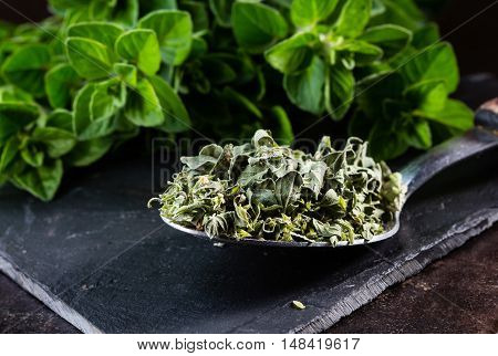 Fresh and dried oregano spices. Spoon of dried oregano and bunch of fresh oregano on black stone table