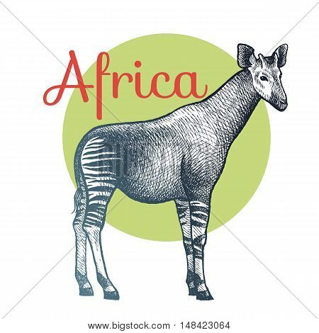 African animals. Okapi. Illustration Vector Art. Style Vintage engraving. Hand drawing.