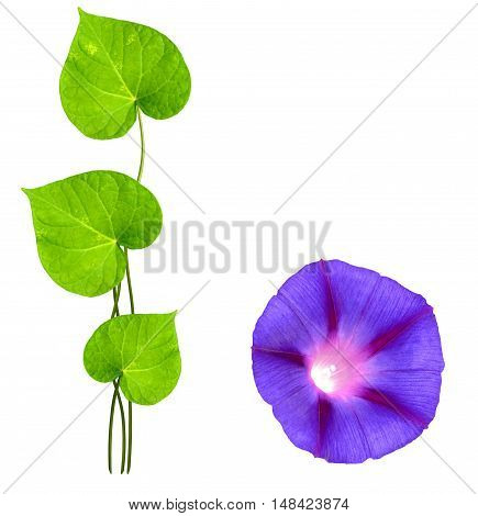 Autumn colorful morning glory flowers isolated on white background