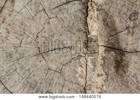 The Wood texture beautiful background Naturally occurring