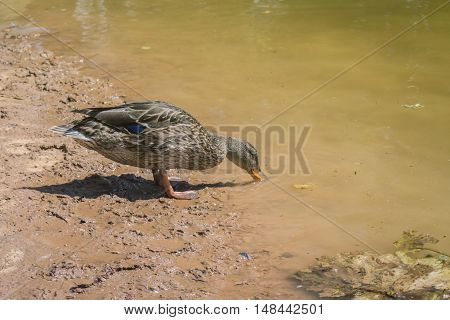 Duck drinks water at the shore on a sunny summer day